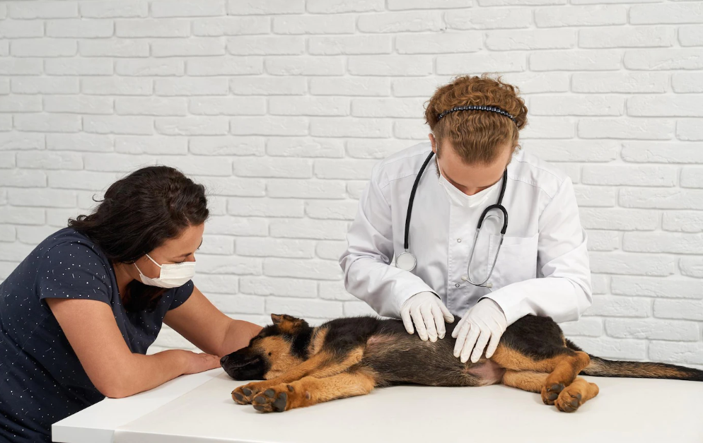 شایع‌ ترین بیماری‌ های سگ
ریشه در علل عفونی دارند
ویروس سگی