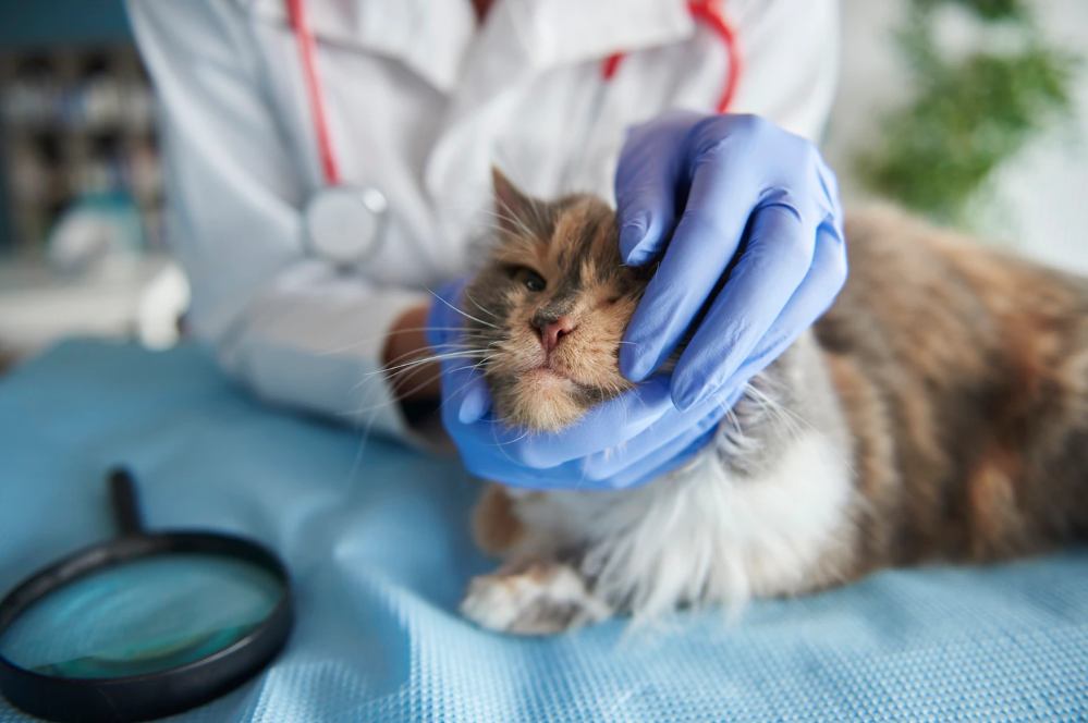 بیماری های گربه‌ها علائم و درمان آنها